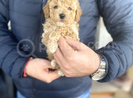 Mi̇ni̇ Boy Orji̇nal Toy Poodle görsel