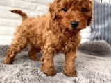 Toy poodle Erkek