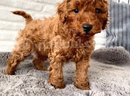 Toy Poodle Erkek