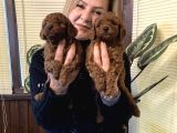 Irk Garali Harika Toy Poodle  Yavrularımız