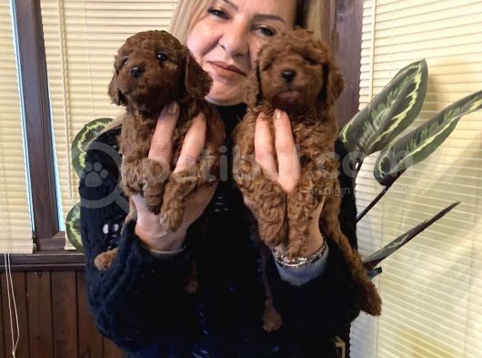 Irk Garali Harika Toy Poodle  Yavrularımız görsel