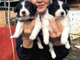 Zeki Akıllı Efsane Bıorder Collie Yavrularımız
