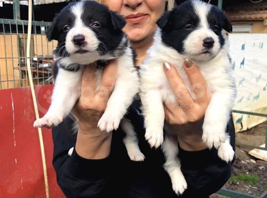 Zeki Akıllı Efsane Bıorder Collie Yavrularımız görsel