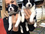 Zeki Akıllı Efsane Bıorder Collie Yavrularımız