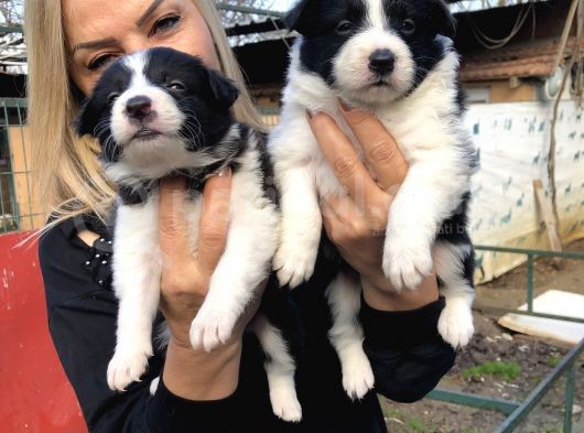 Zeki Akıllı Efsane Bıorder Collie Yavrularımız görsel