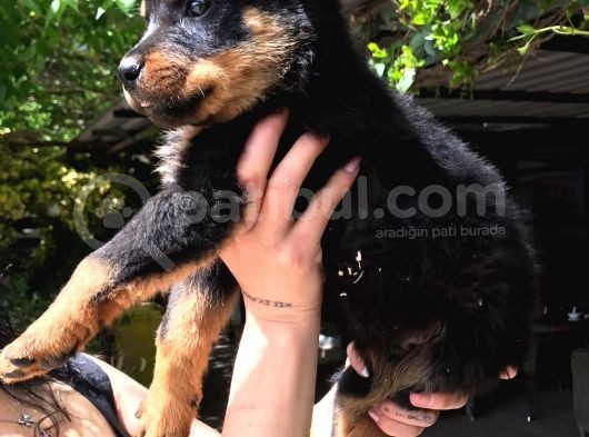 Rotweiller Yavrularım Sağlık Ve Irk Garantilidir görsel