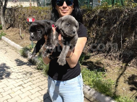Cane Corso Blue Ve Si Yavrularım Sağlık Ve Irk Garantilid