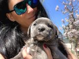 Cane Corso Blue Ve Si Yavrularım Sağlık Ve Irk Garantilid