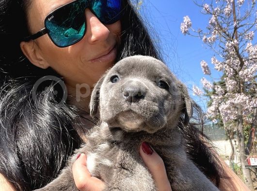 Cane Corso Blue Ve Si Yavrularım Sağlık Ve Irk Garantilid görsel