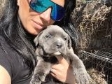 Cane Corso Blue Ve Si Yavrularım Sağlık Ve Irk Garantilid