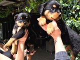 Rotweiller Yavrularım Sağlık Ve Irk Garantilidir