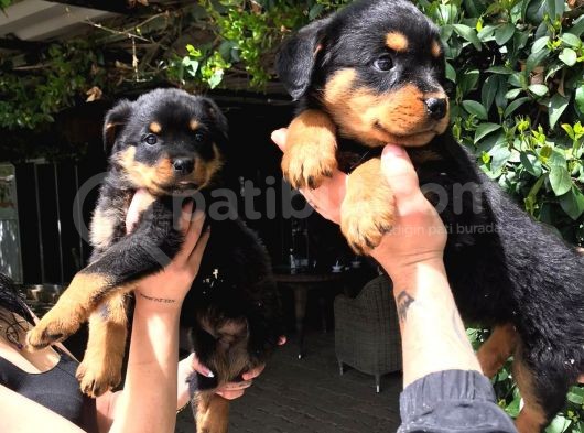 Rotweiller Yavrularım Sağlık Ve Irk Garantilidir görsel