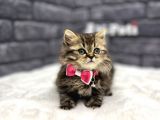 BRİTİSH LONGHAİR BLACK GOLDEN