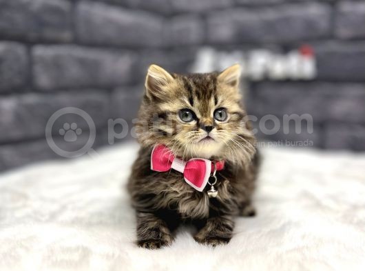 Bri̇ti̇sh Longhai̇r Black Golden