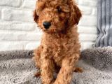 Toy Poodle Erkek