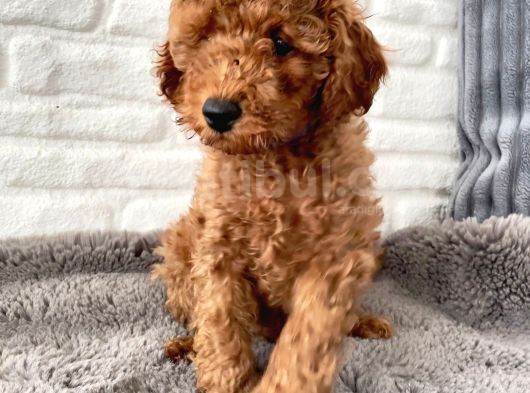 Toy Poodle Erkek görsel