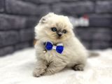 SCOTTİSH LONGHAİR BLUE POİNT  FİRTS CLASS