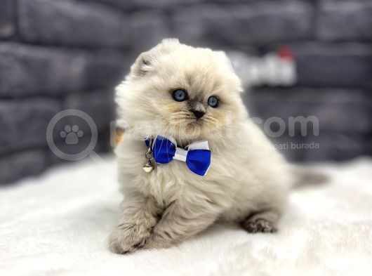 Scotti̇sh Longhai̇r Blue Poi̇nt  Fi̇rts Class