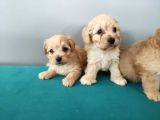 Maltipoo yavrularım sağlık ve ırk garantilid