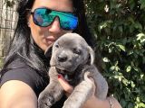 Cane Corso Blue Ve Si Yavrularım Sağlık Ve Irk Garantilid