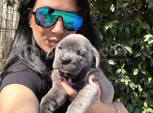 Cane Corso Blue Ve Si Yavrularım Sağlık Ve Irk Garantilid görsel