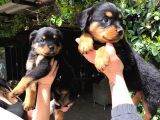 Rotweiller Yavrularım Sağlık Ve Irk Garantilidir