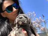 Cane Corso Blue Ve Si Yavrularım Sağlık Ve Irk Garantilid