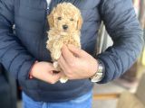 MİNİ BOY ORJİNAL TOY POODLE