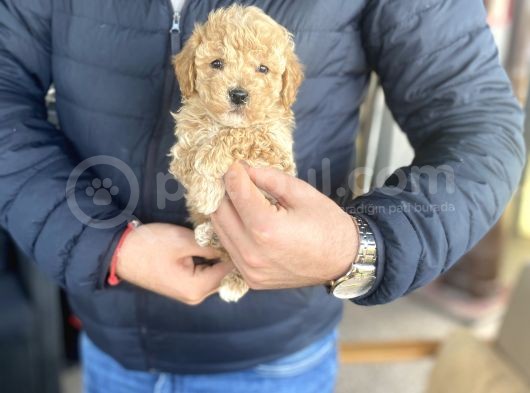 Mi̇ni̇ Boy Orji̇nal Toy Poodle