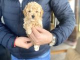 Mi̇ni̇ Boy Orji̇nal Toy Poodle