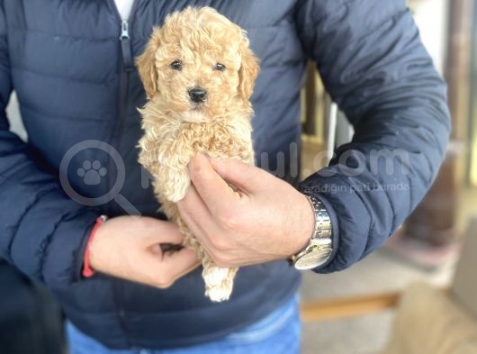 Mi̇ni̇ Boy Orji̇nal Toy Poodle görsel