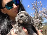 Cane Corso Blue Ve Si Yavrularım Sağlık Ve Irk Garantilid
