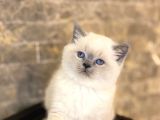 Bri̇ti̇sh Shorthai̇r Blue Poi̇nt Yavrularim