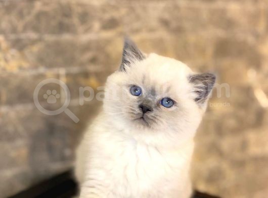 Bri̇ti̇sh Shorthai̇r Blue Poi̇nt Yavrularim görsel