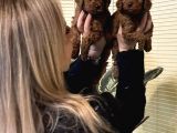 Irk Garali Harika Toy Poodle  Yavrularımız