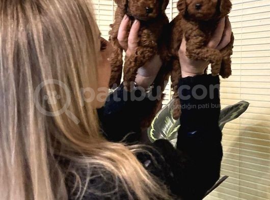 Irk Garali Harika Toy Poodle  Yavrularımız görsel