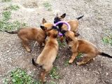 Malinois Die Yazılır Mali Die Anılır