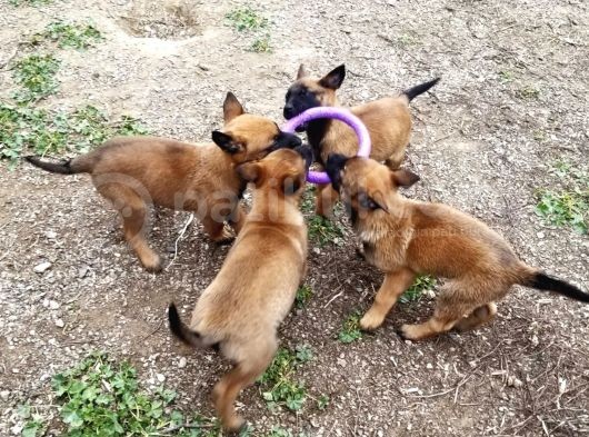 Malinois Die Yazılır Mali Die Anılır görsel