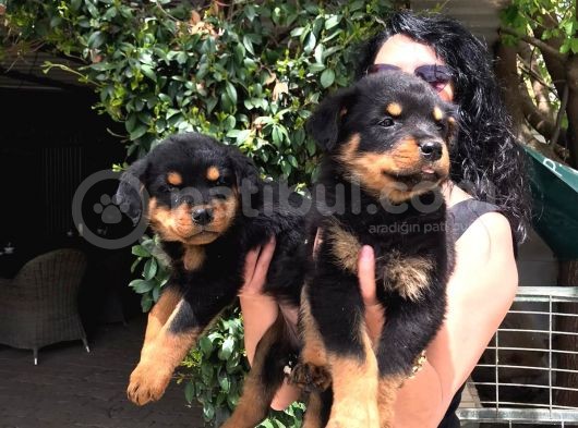 Rotweiller Yavrularım Sağlık Ve Irk Garantilidir