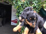 Rotweiller Yavrularım Sağlık Ve Irk Garantilidir