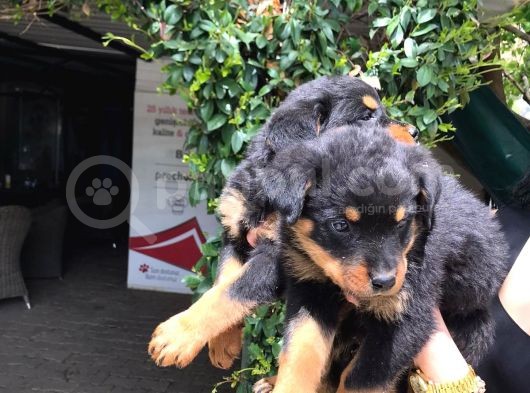 Rotweiller Yavrularım Sağlık Ve Irk Garantilidir görsel