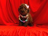 Irkinin En Iyisi Toy Poodle