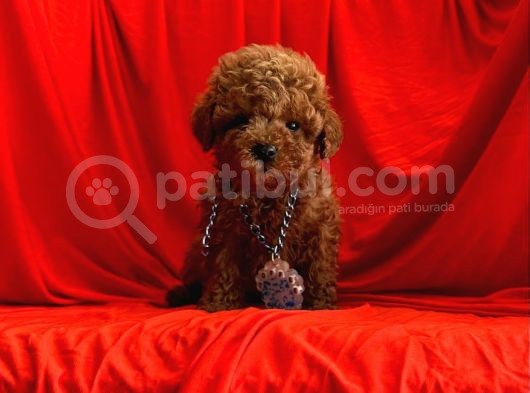 Irkinin En Iyisi Toy Poodle