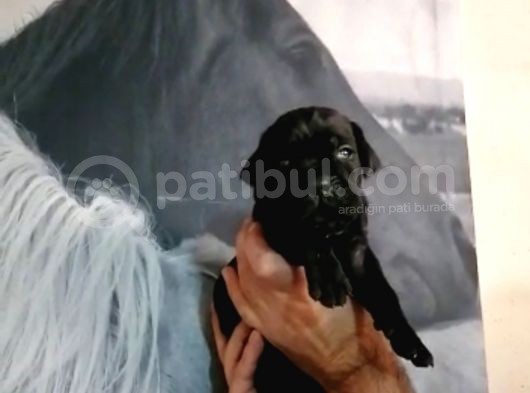 Anne Altından Rezerve Muhteşem Corse Bebekler