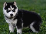 SİBİRYA KURDU HUSKY YAVRULARIMIZ