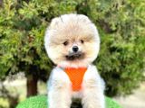 Safkan Pomeranian Boo Yavrularımız
