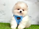 Safkan Pomeranian Boo Yavrularımız