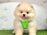 Safkan Pomeranian Boo Yavrularımız