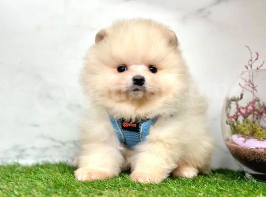 Safkan Pomeranian Boo Yavrularımız görsel