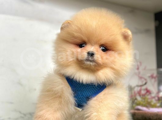 Safkan Pomeranian Boo Yavrularımız